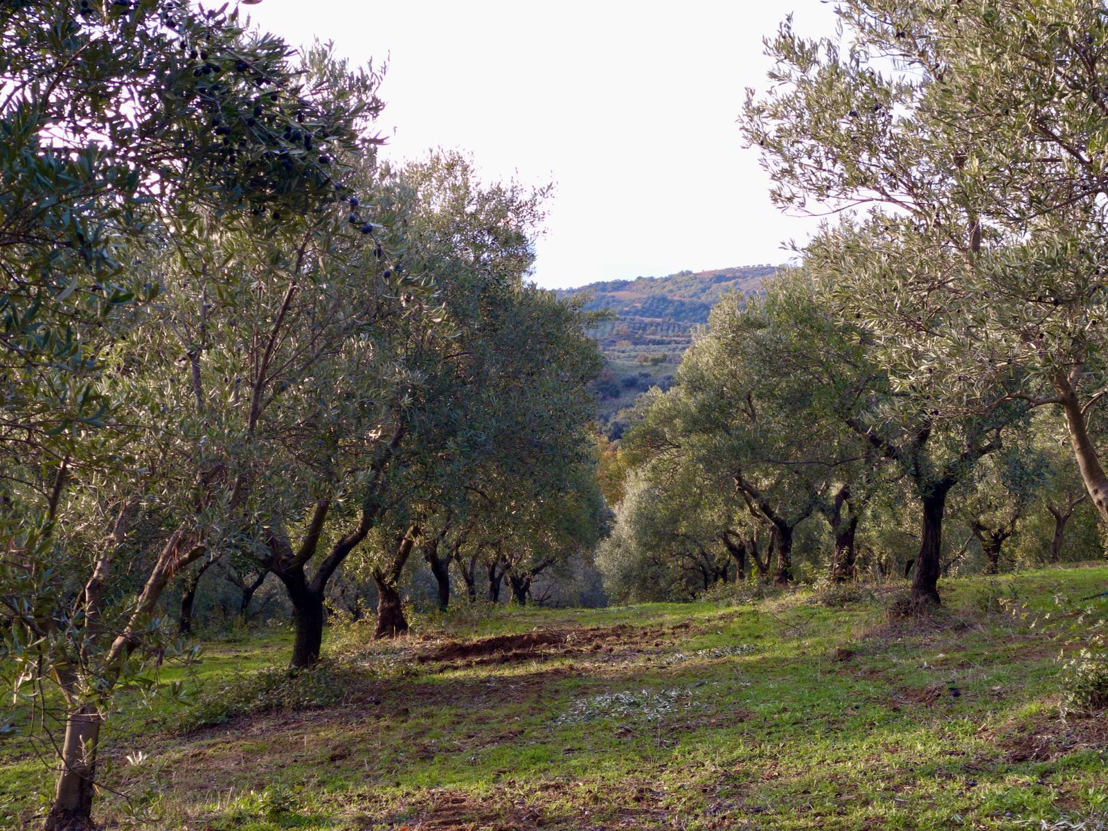 Uliveto biologico Montifertili, Acri (CS) Calabria