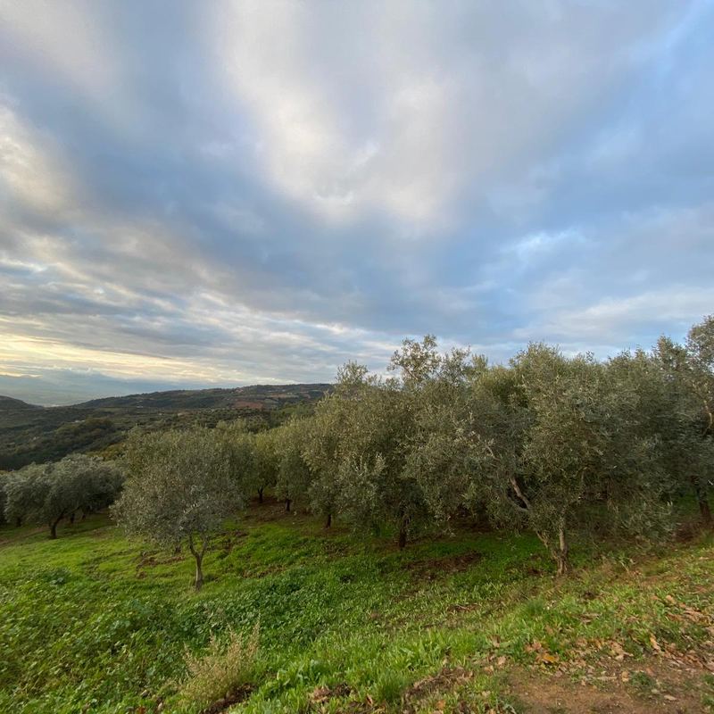 Colline di uliveti ad Acri sotto un cielo di nuvole