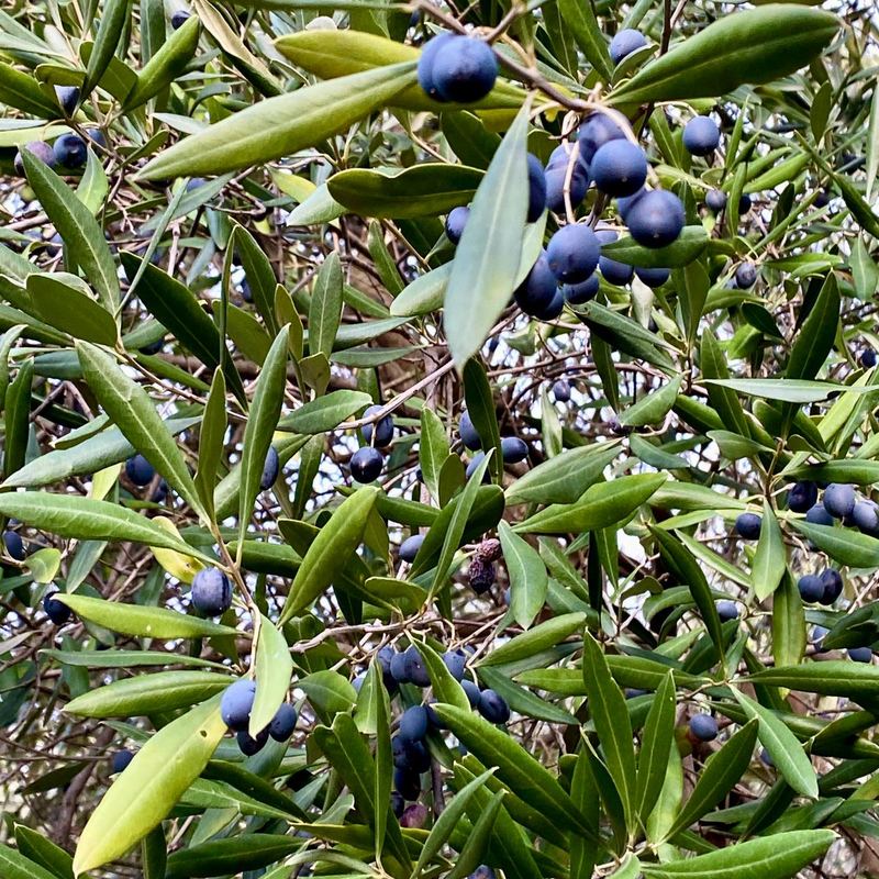 Grappoli di olive mature fra le foglie