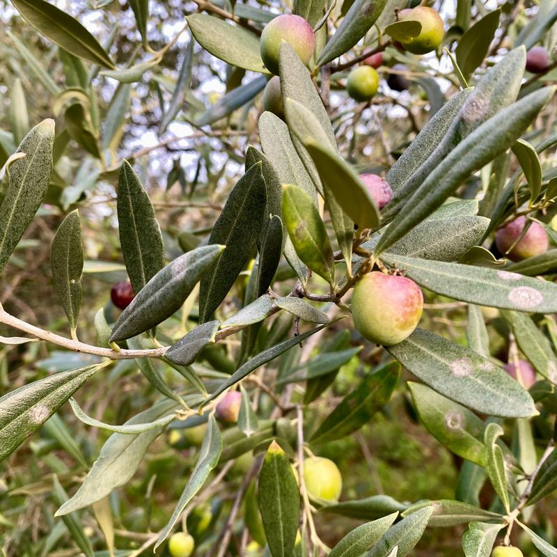 Rametto di ulivo con olive che virano dal verde al rosato