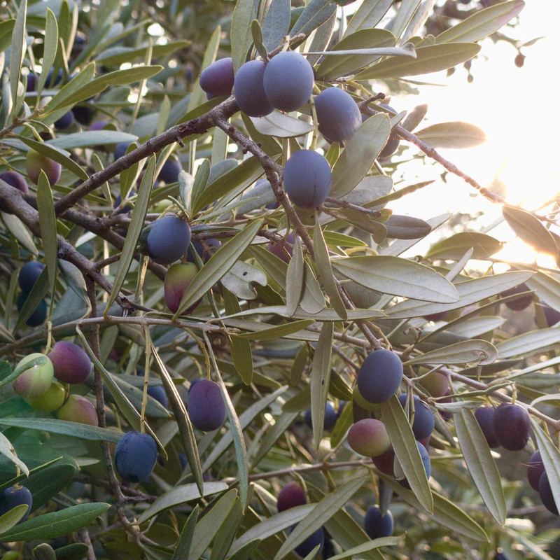 Olive scure sul ramo, in controluce
