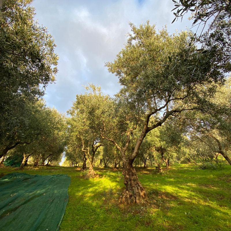 Rete verde stesa sull'erba sotto gli ulivi, in attesa della raccolta