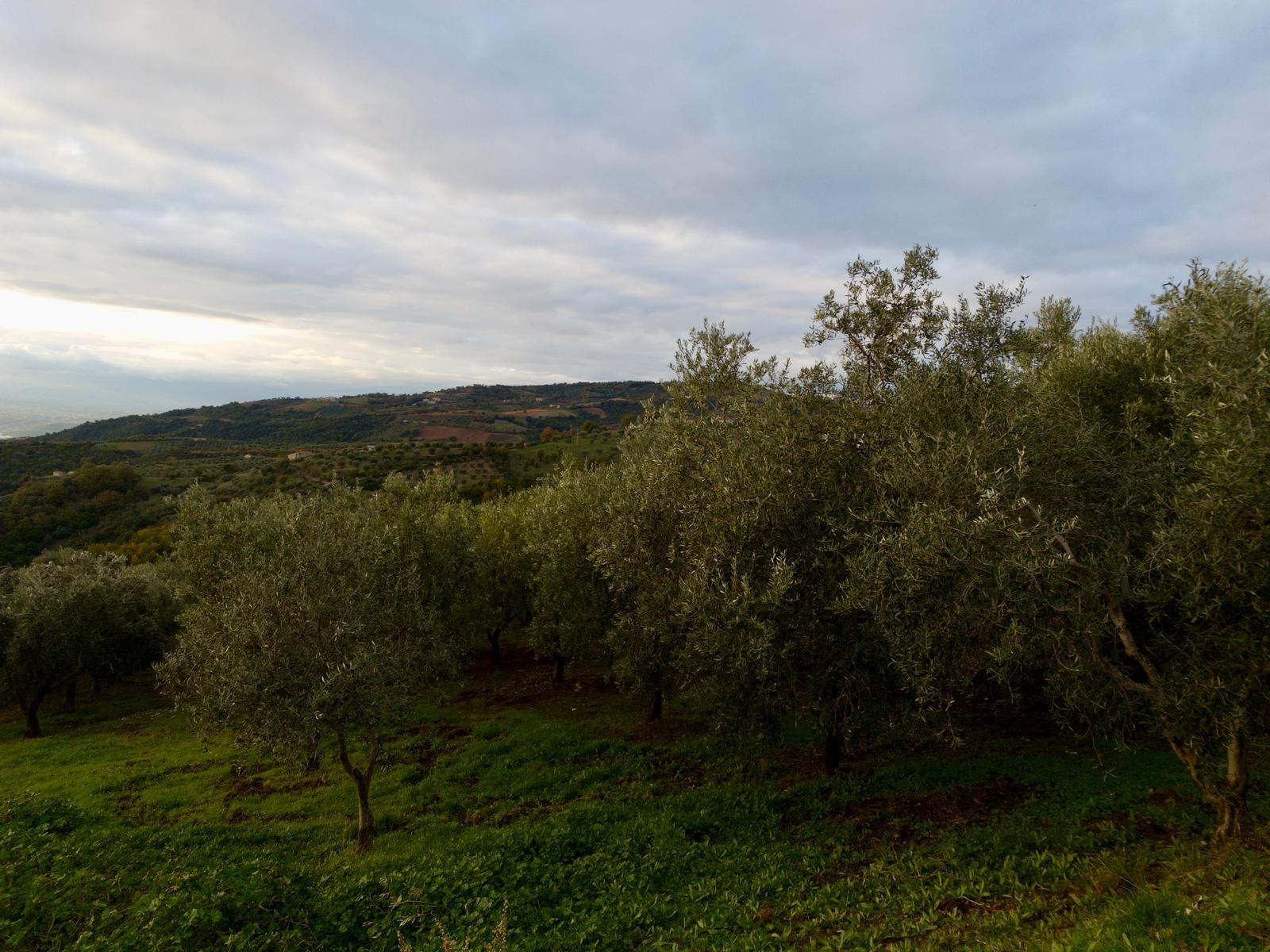 Le colline di uliveti Montifertili ad Acri, in Calabria