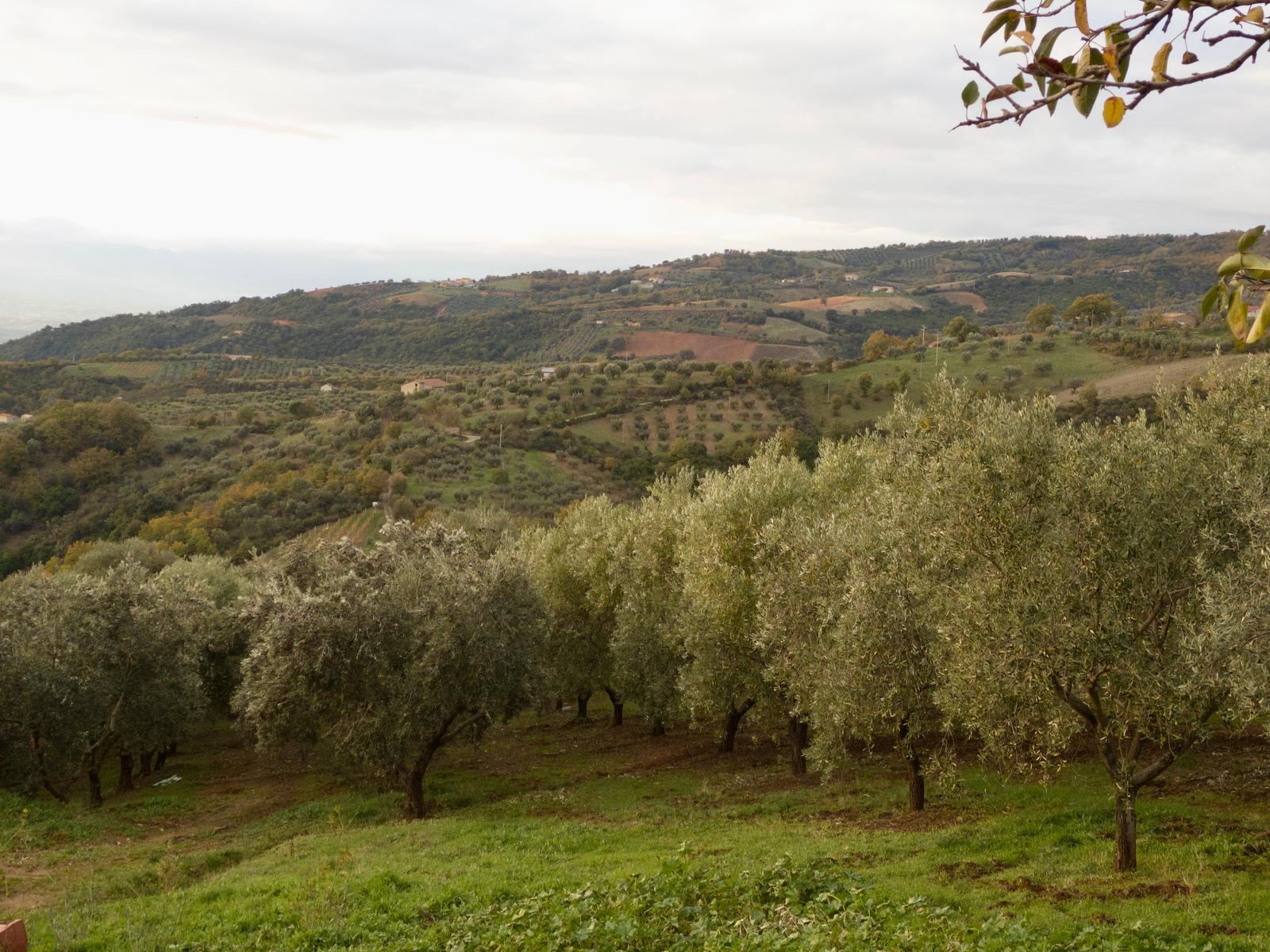 File di ulivi sulle colline di Acri, in Calabria, nella luce della sera