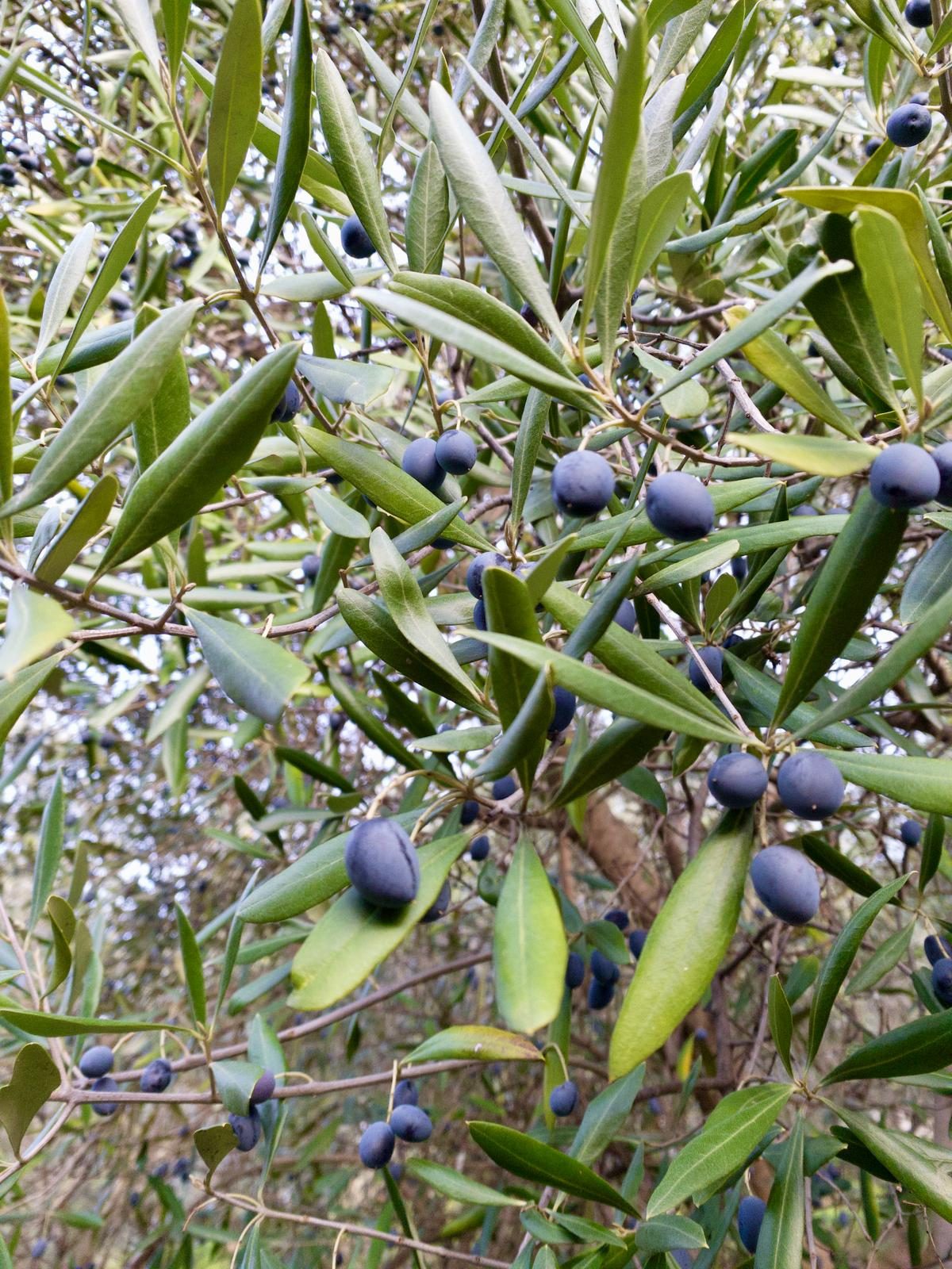 Ripe olives ready for milling – Montifertili groves, Acri (CS), Italy