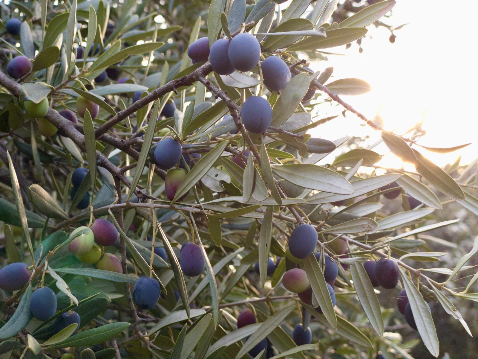 Olive Carolea sul ramo negli uliveti Montifertili ad Acri (CS), Calabria