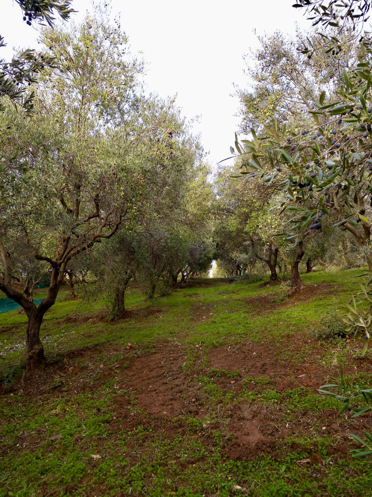 artisan-italian-olive-oil-production