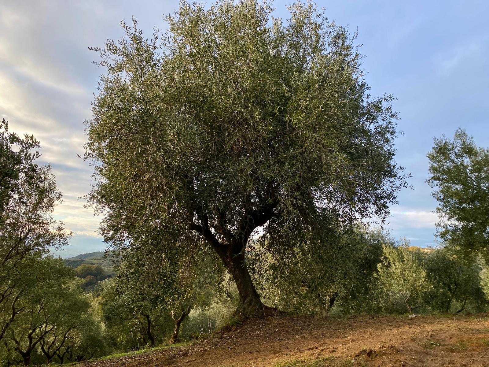 certified-organic-italian-olive-oil