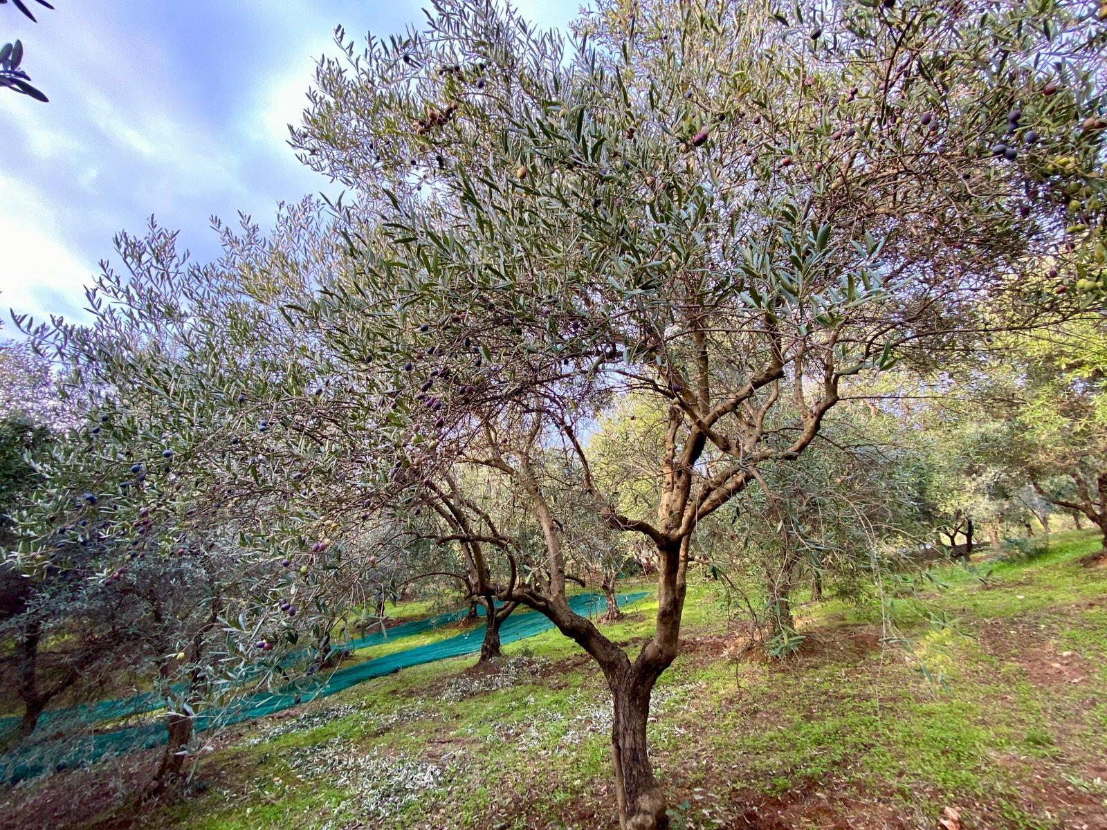closeup-italian-olive-leaves
