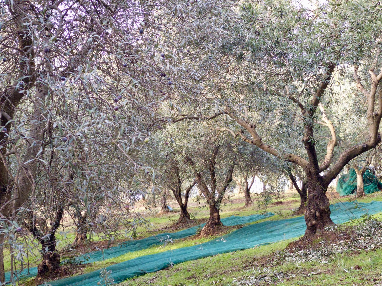 drizzle-of-italian-extra-virgin-olive-oil