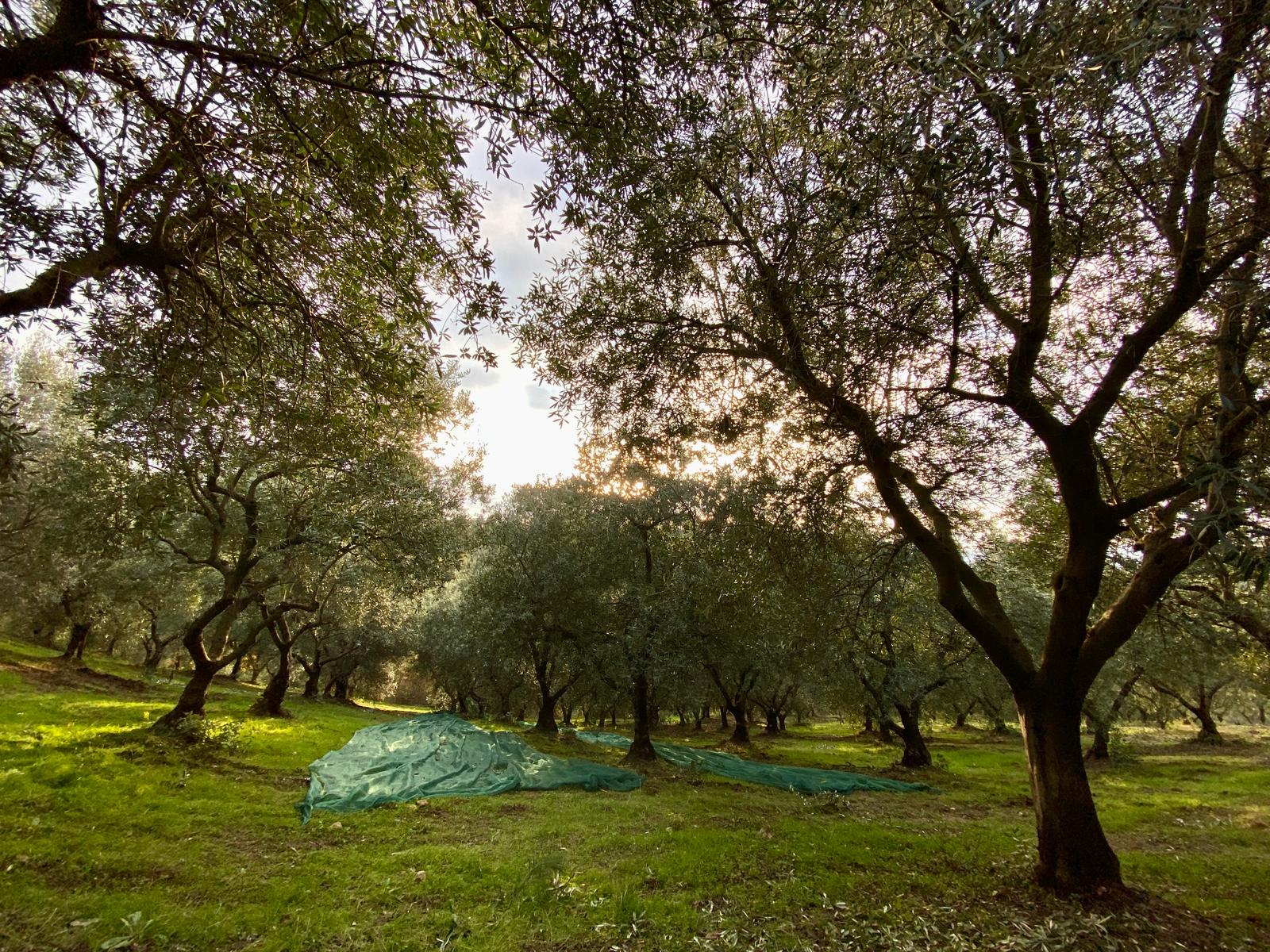 extra-virgin-olive-oil-italy-kitchen