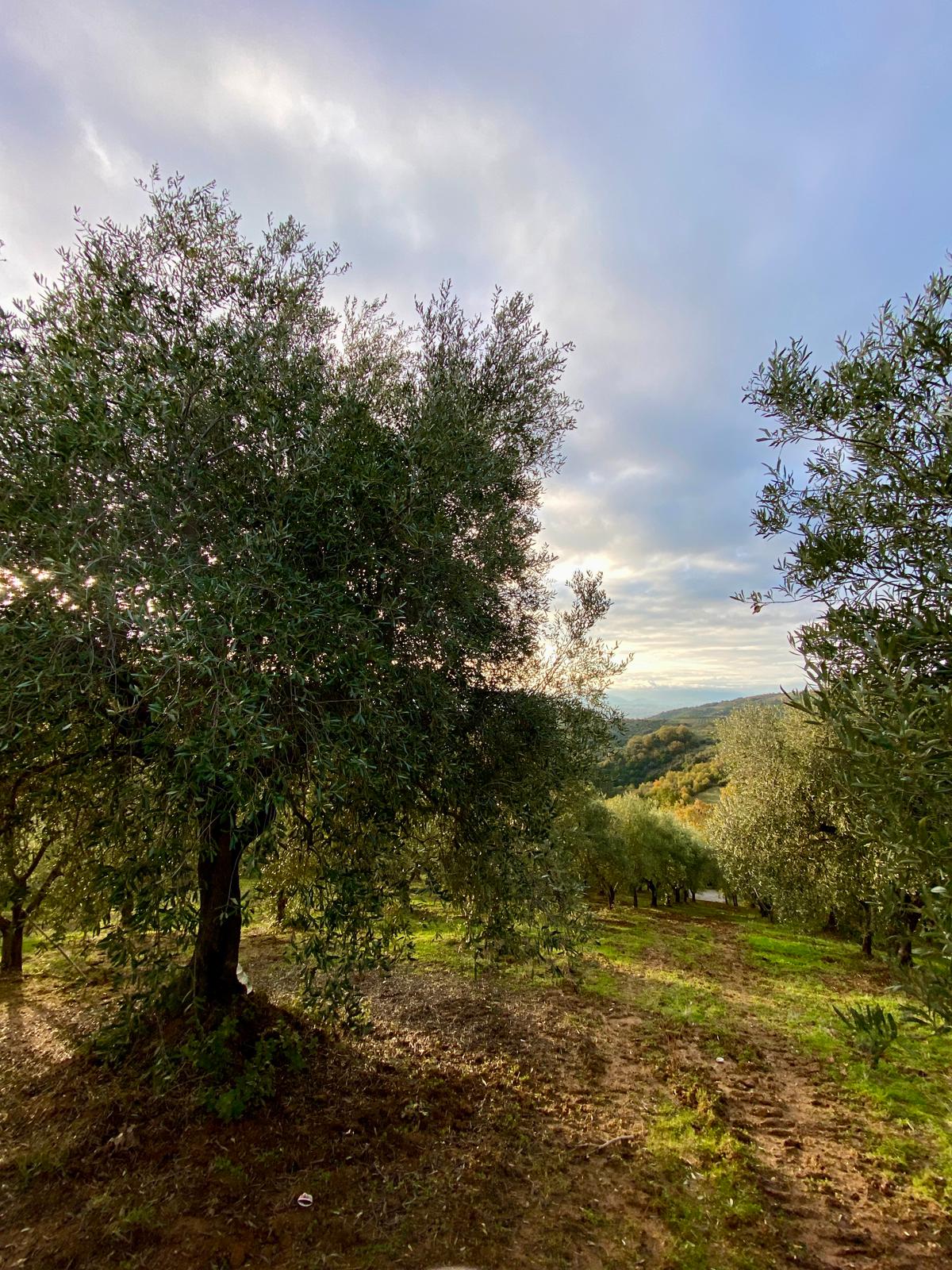 extra-virgin-olive-oil-on-bruschetta