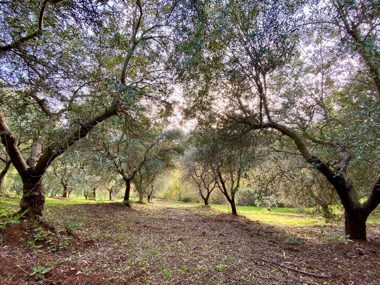 extra-virgin-olive-oil-over-pasta