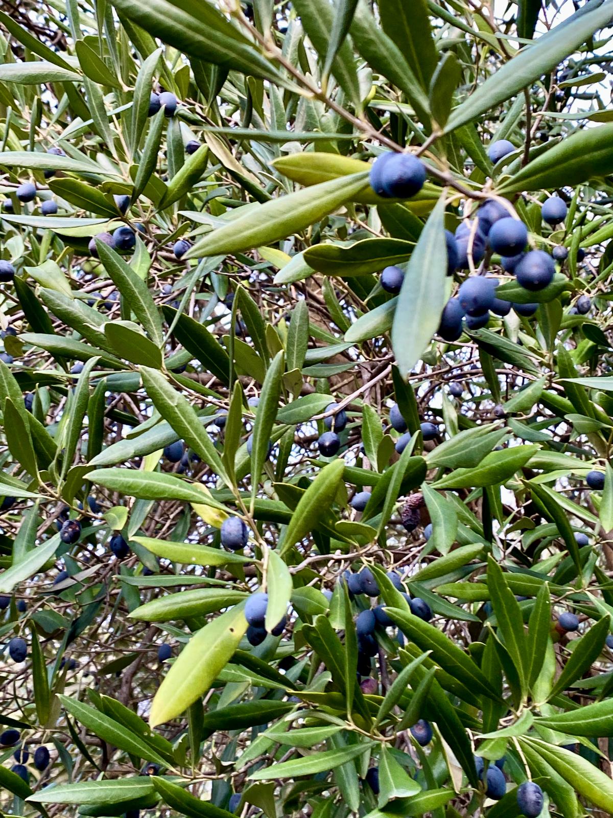 first-cold-pressed-italian-evoo