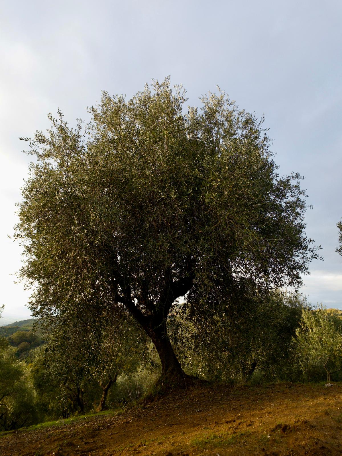golden-italian-olive-oil-in-bowl