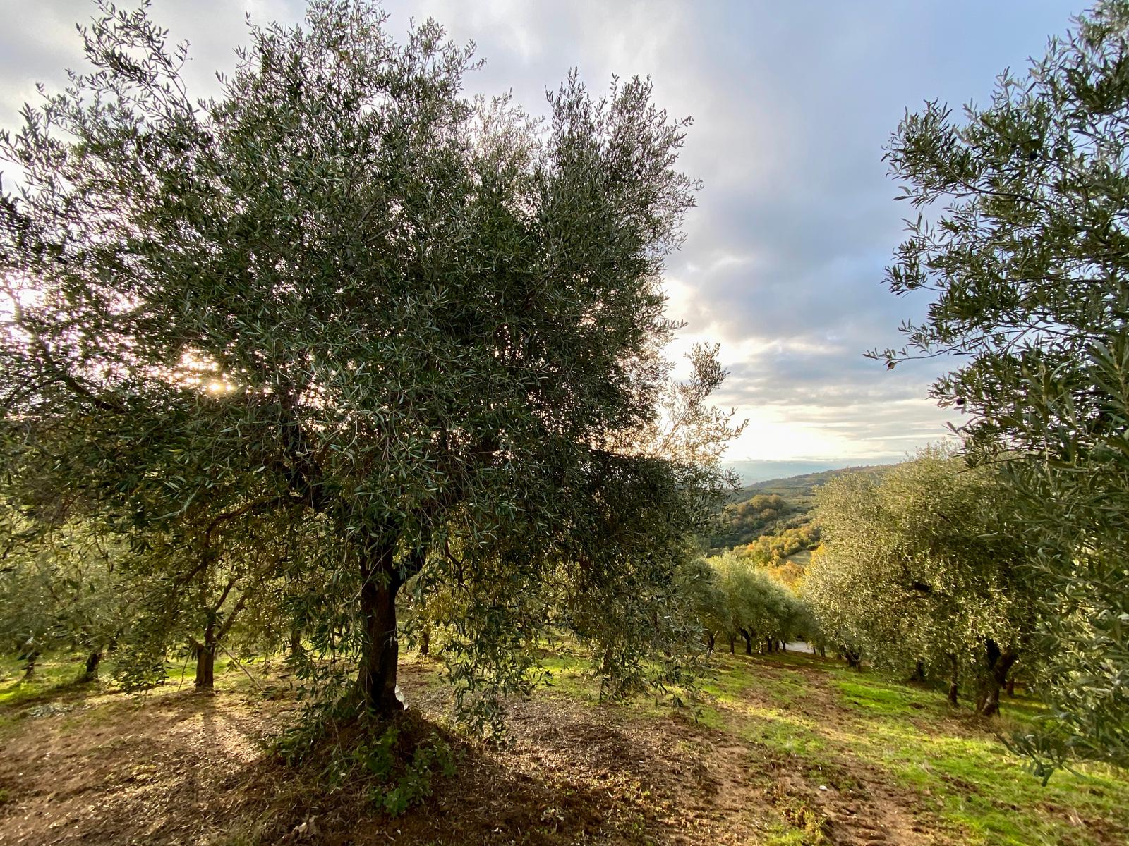green-italian-olives-closeup