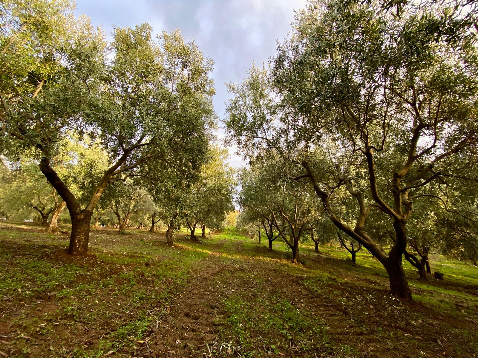handpicked-italian-olives-for-evoo