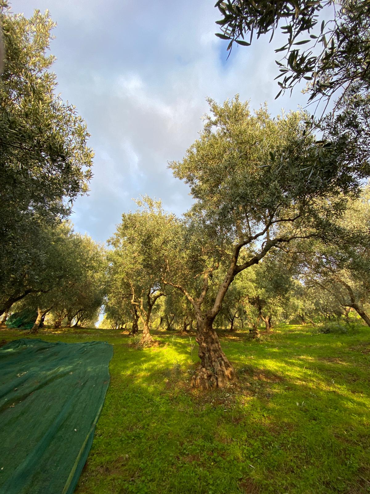 harvest-baskets-of-italian-olives