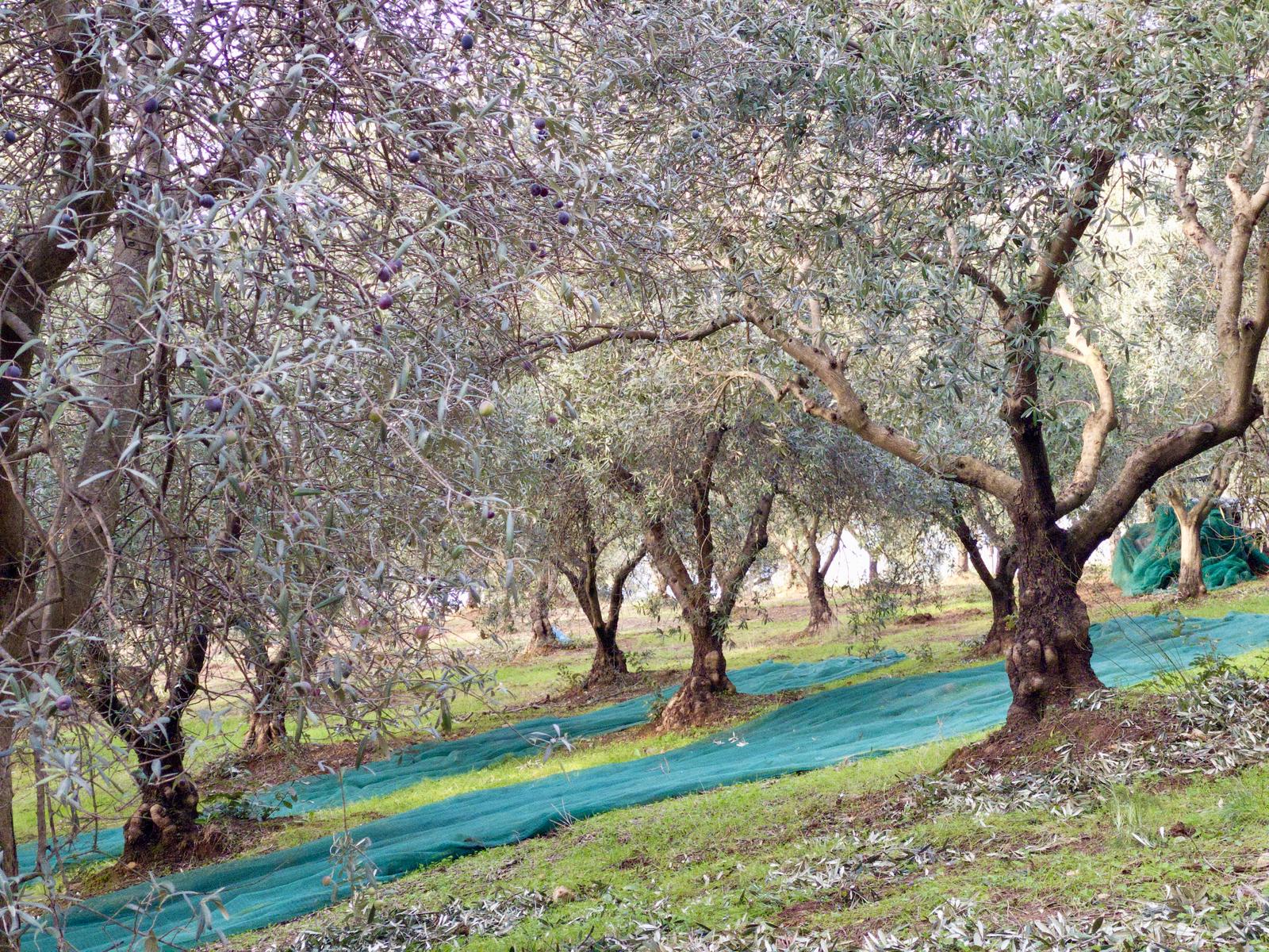 high-quality-italian-evoo-label