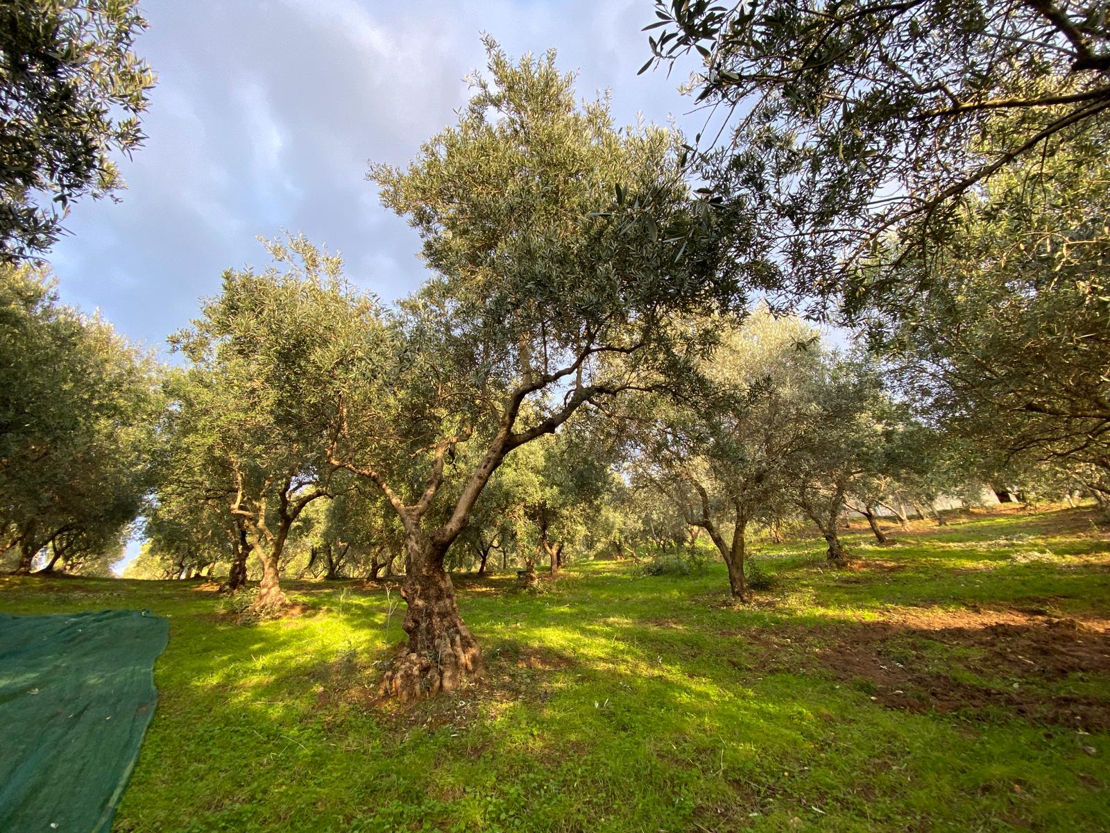 italian-evoo-bottle-and-olives