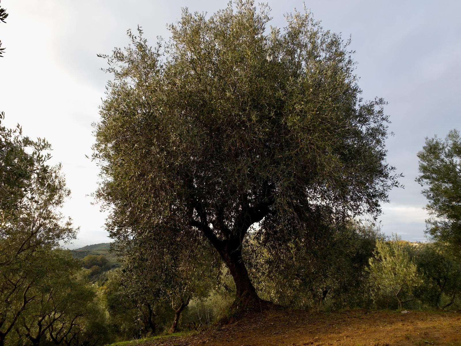 italian-evoo-tasting-scene