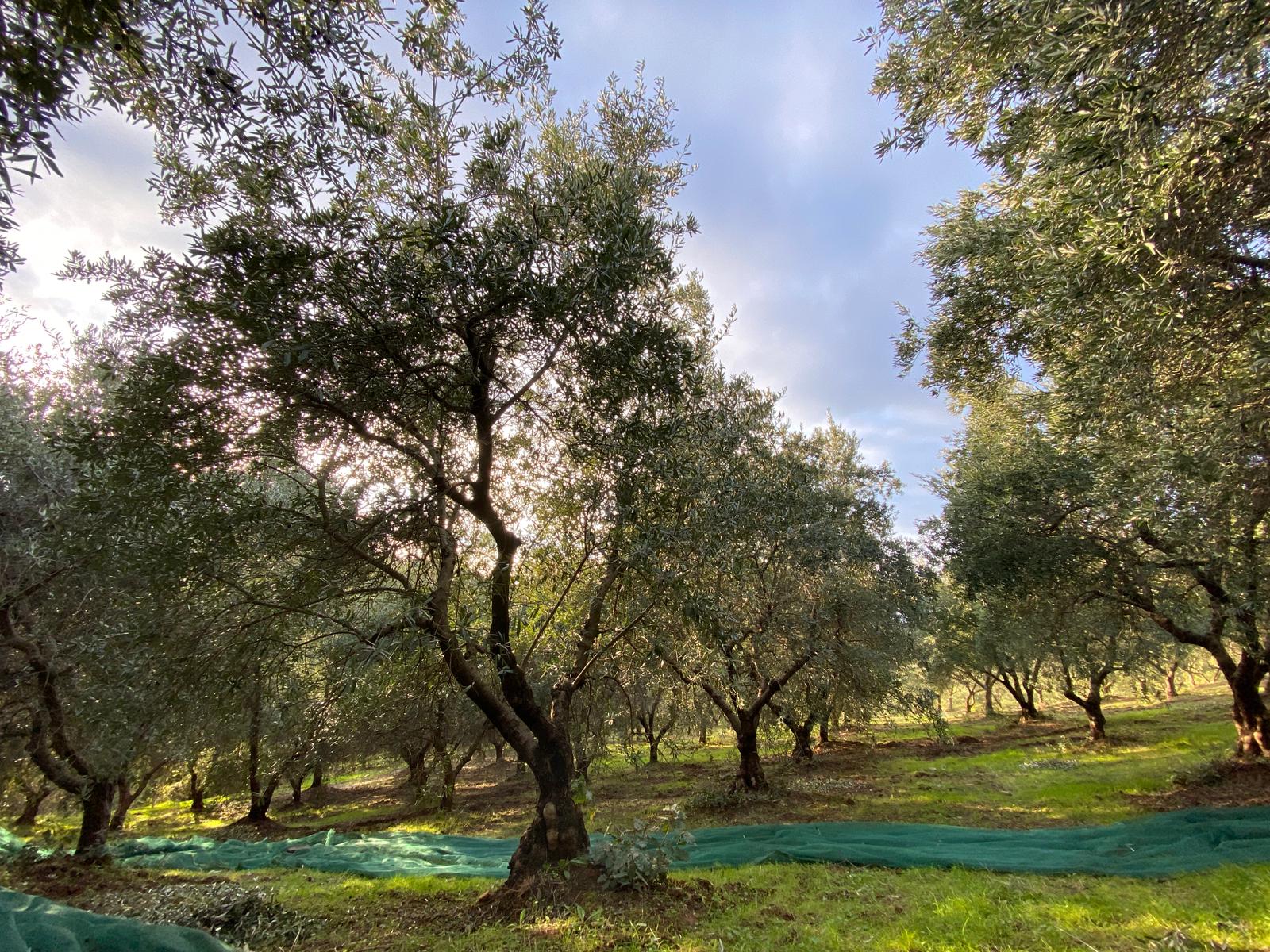 italian-olive-branches-with-fruit