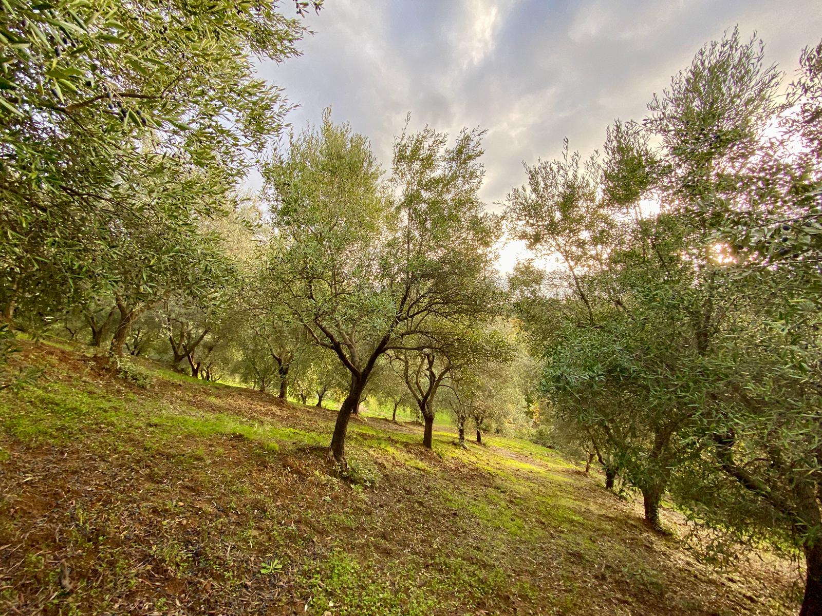 italian-olive-oil-and-fresh-bread