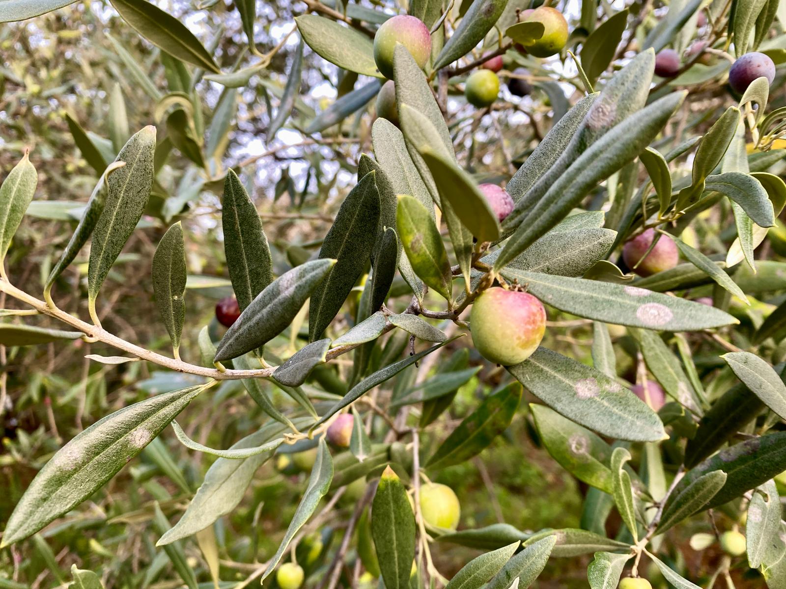 italian-olive-oil-dipping-dish