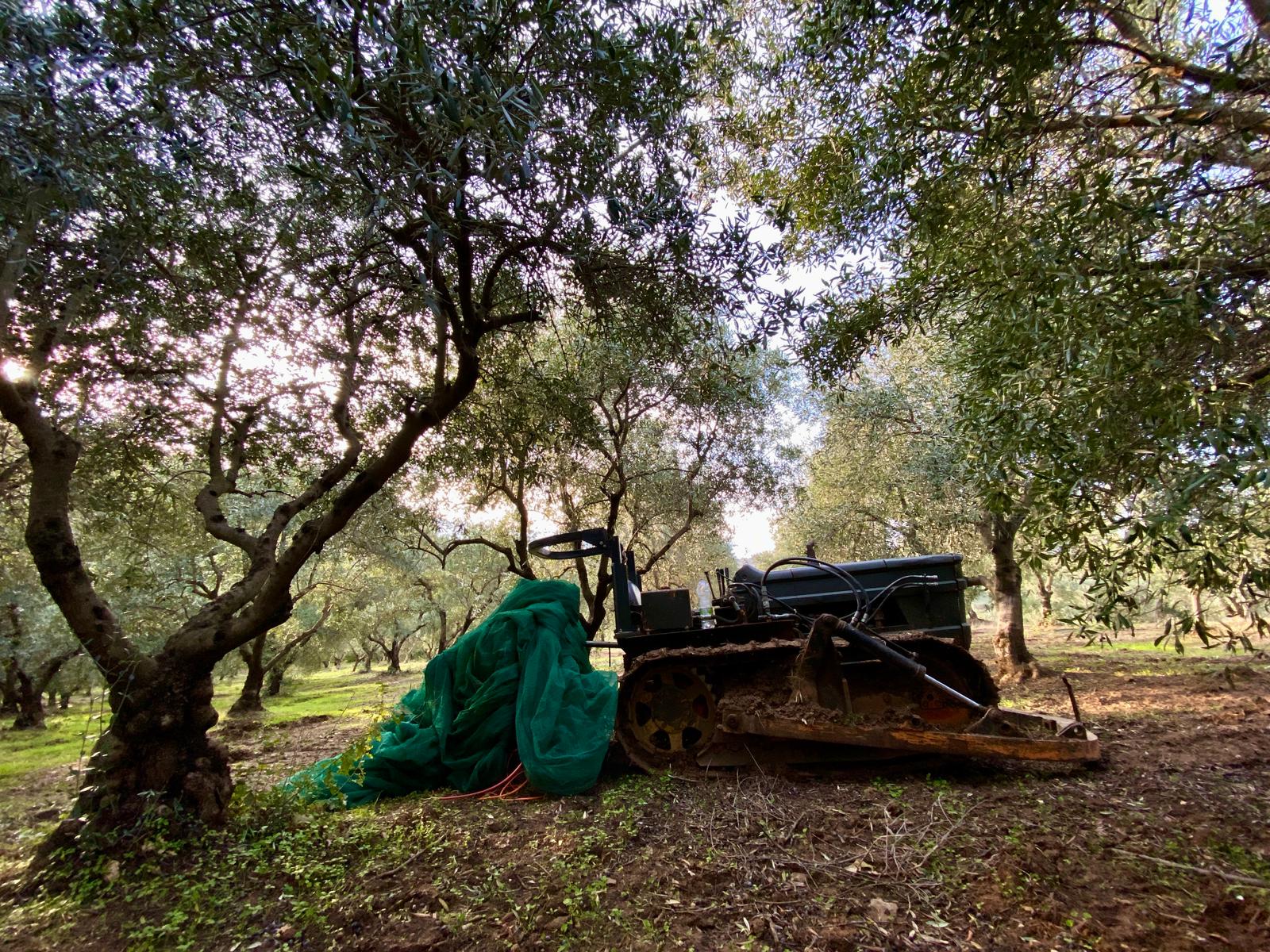 italian-organic-olive-harvest