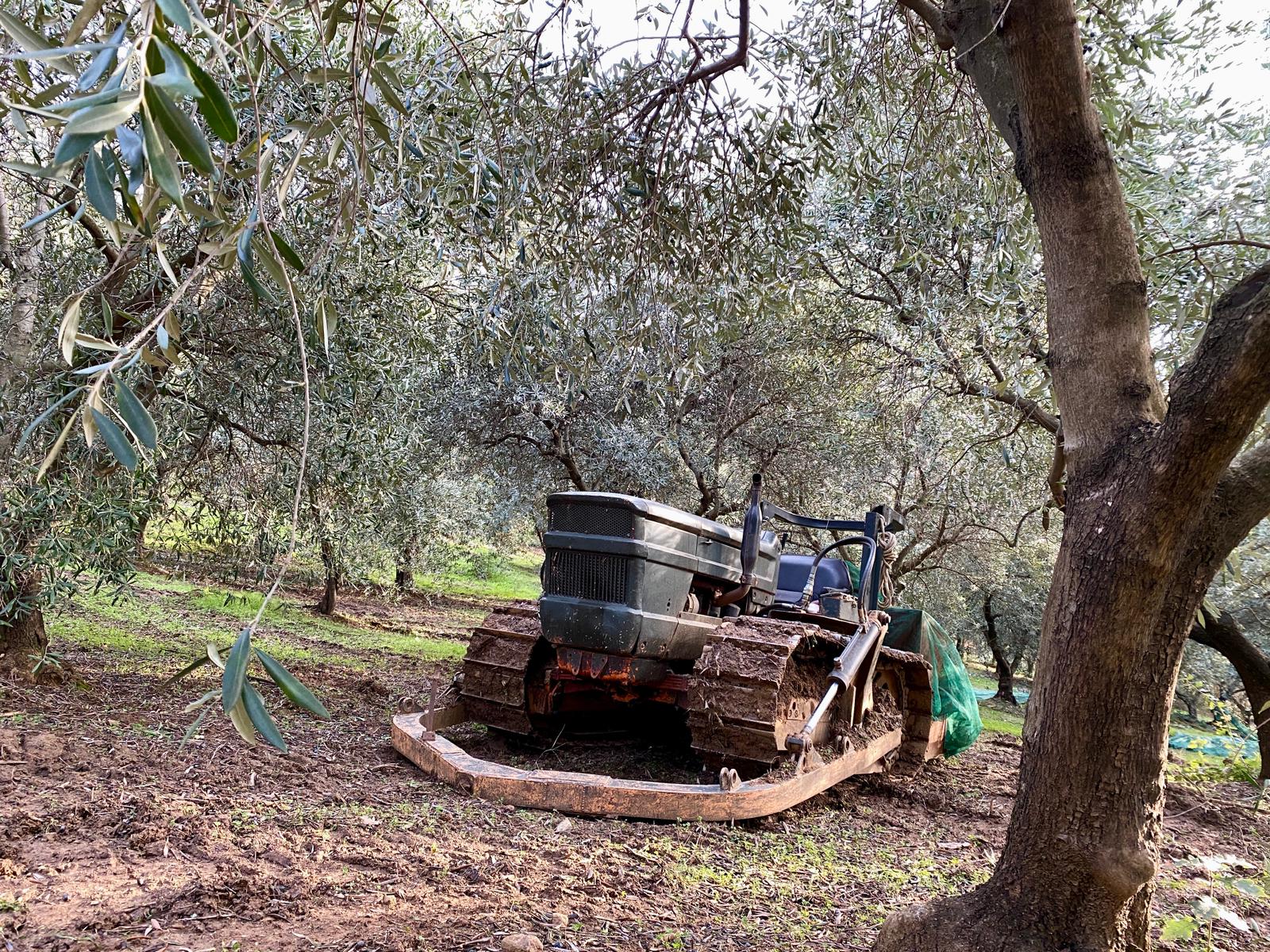 italian-organic-olive-oil-pouring