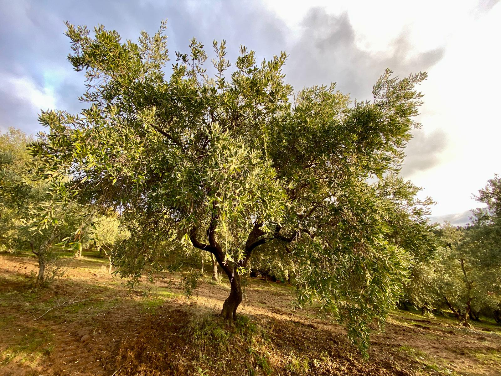 mediterranean-olive-groves-italy