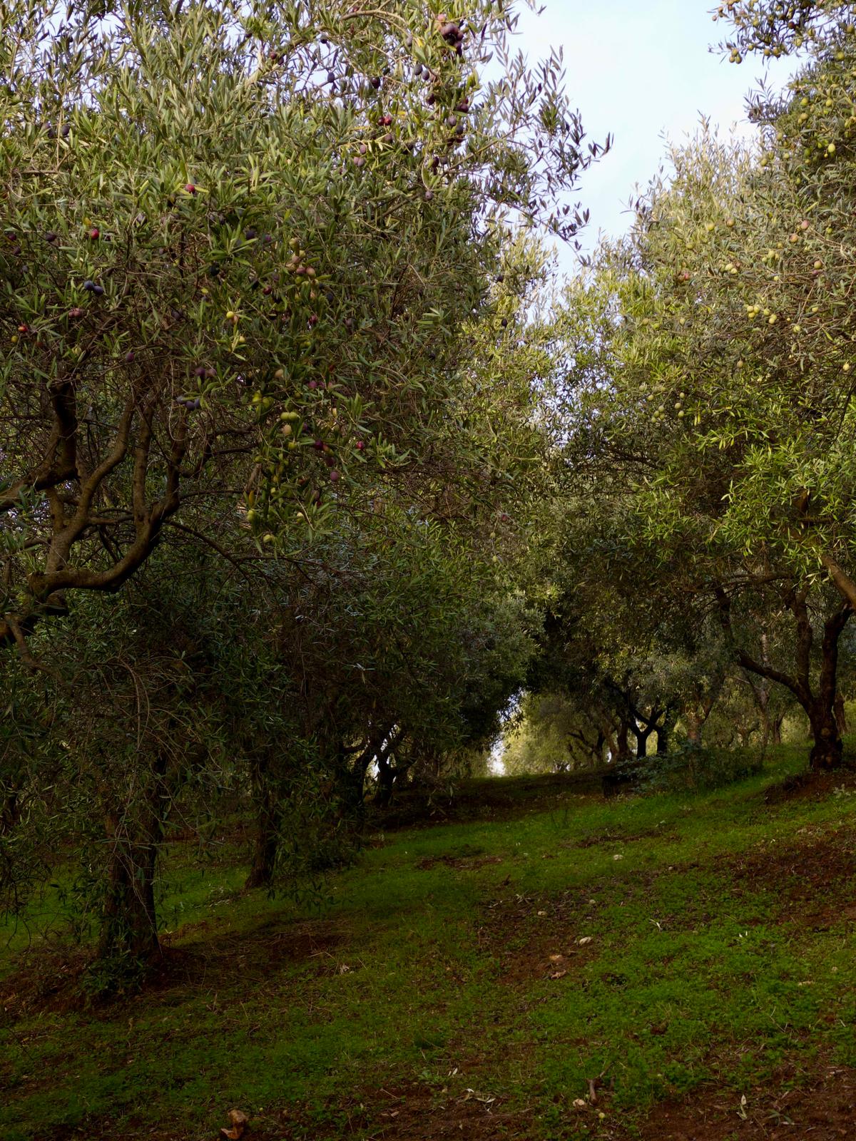 organic-italian-evoo-dark-bottle