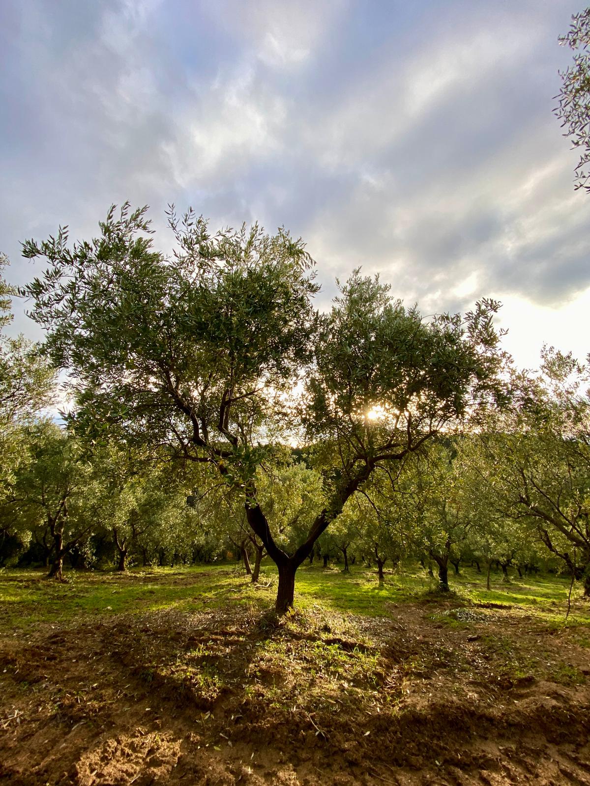 organic-italian-evoo-on-salad