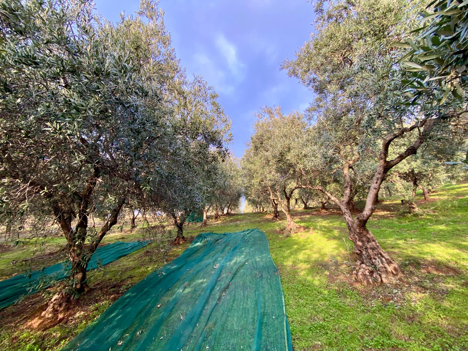organic-italian-olive-oil-for-cooking