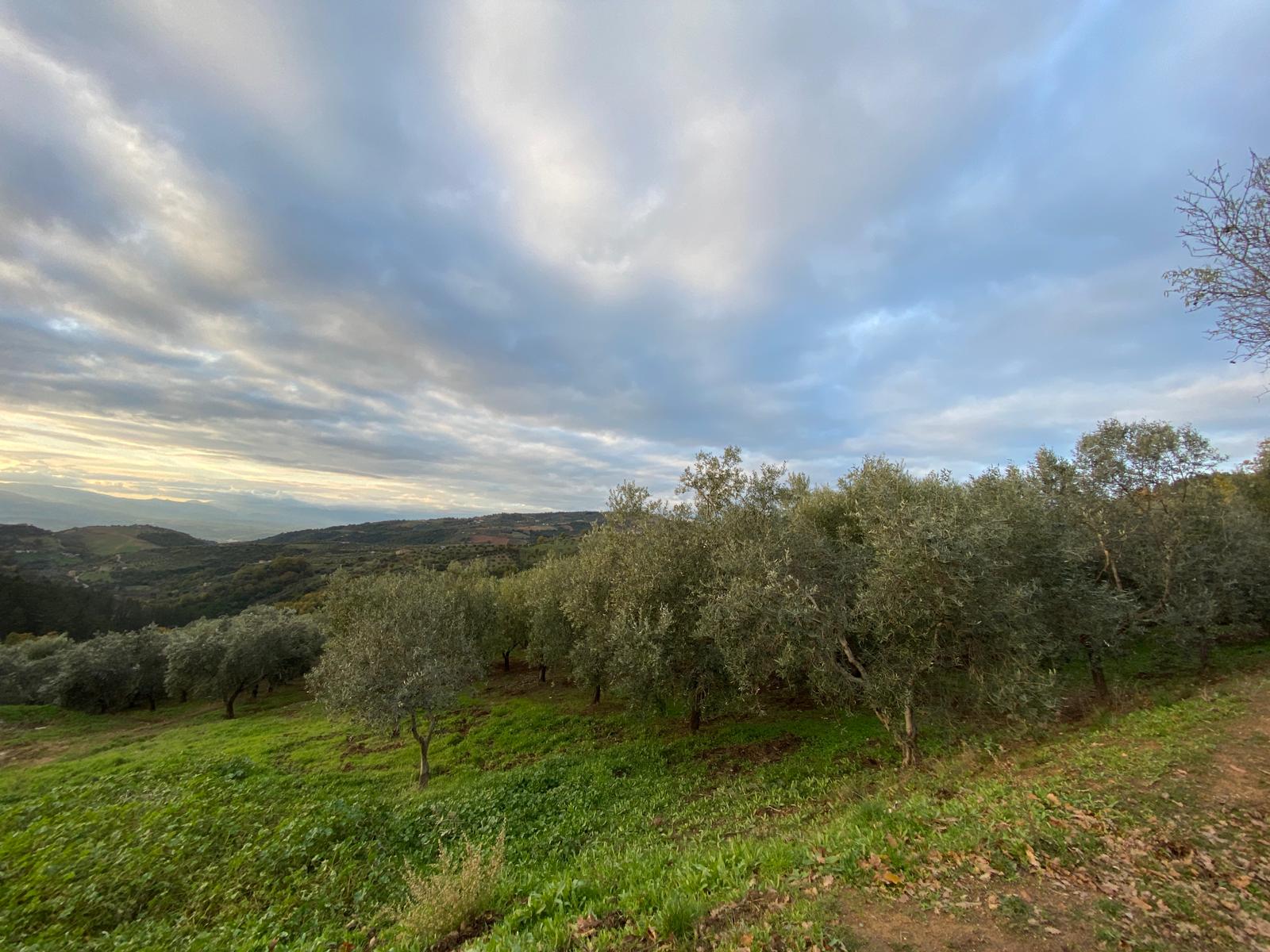 organic-italian-olive-orchard-sunset