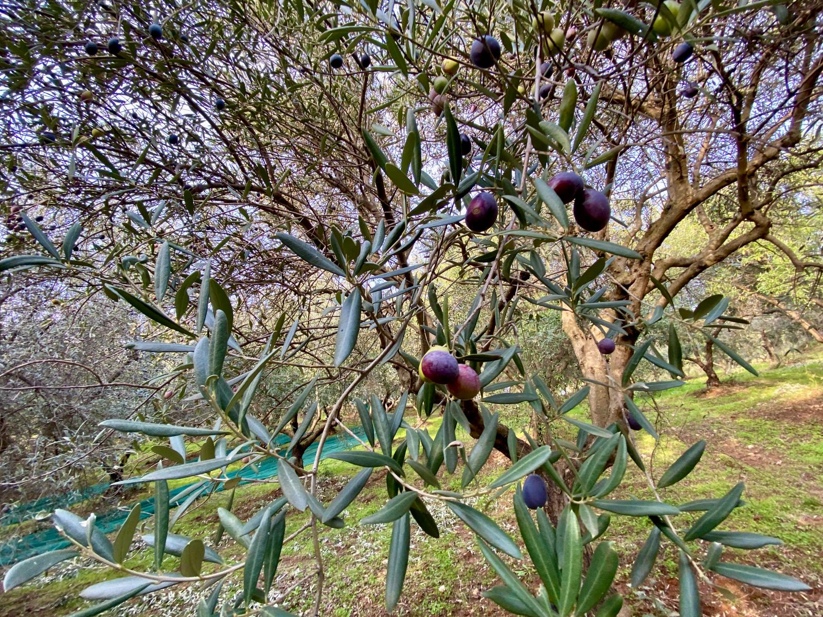 premium-organic-italian-olive-oil-brand