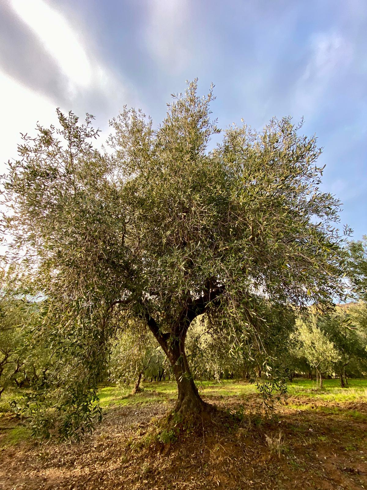 stone-mill-italian-olive-press