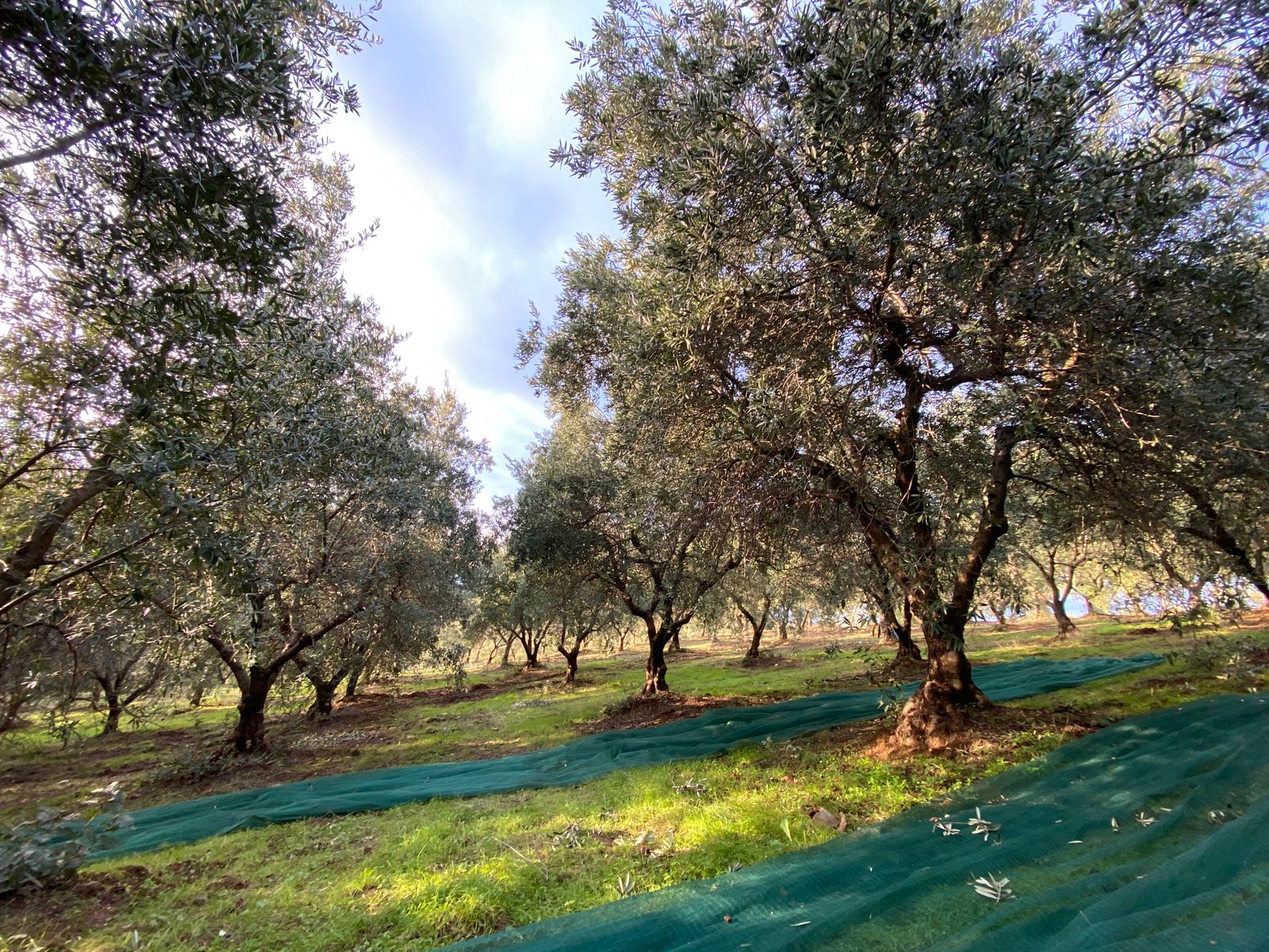 sunlit-italian-organic-olive-field