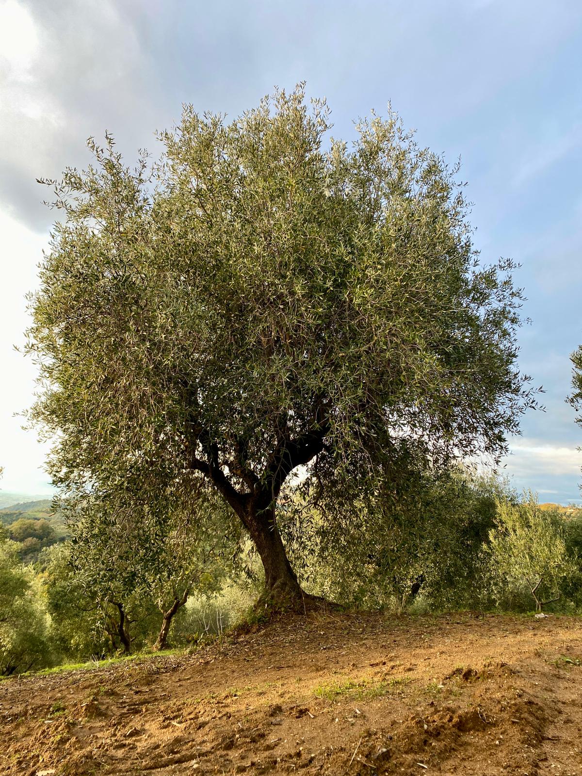 traditional-italian-olive-mill